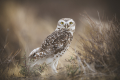 Athene cunicularia