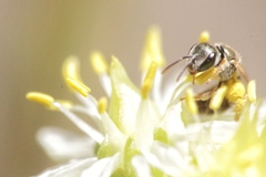 Halictus vestitus