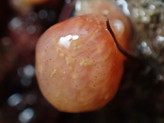 Morchellium argus