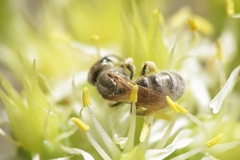 Halictus vestitus