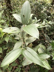 Cinnamomum austrosinense