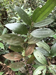 Cinnamomum austrosinense