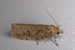 Epiblema grandaevana