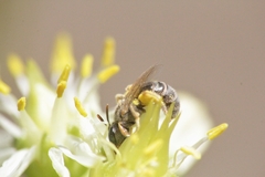 Halictus vestitus