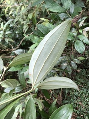 Cinnamomum austrosinense