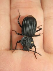 Cardiothorax crenicollis