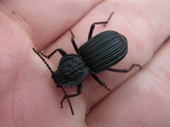 Cardiothorax crenicollis