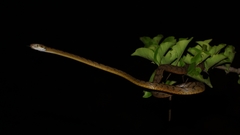 Boiga beddomei