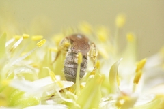 Halictus vestitus