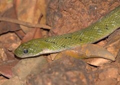 Green Keelback photo 2