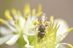 Halictus vestitus