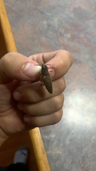 Orthostethus infuscatus