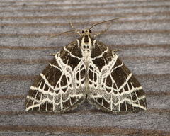 Eustroma reticulata