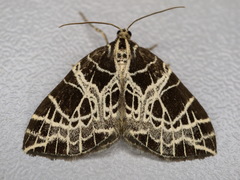 Eustroma reticulata