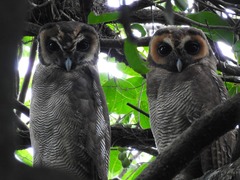 Strix leptogrammica