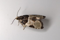 Gibberifera simplana