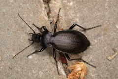 Carabus aeruginosus