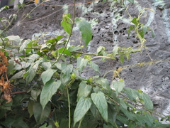 Gonolobus uniflorus