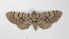 Eupithecia venosata