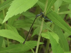Lestes inaequalis