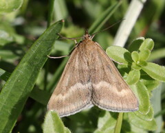 Pyrausta aerealis