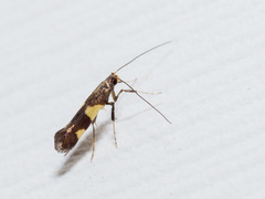 Caloptilia bimaculatella