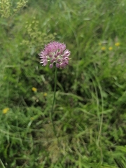 Allium strictum