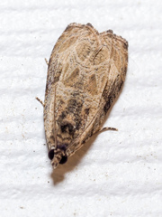 Olethreutes furfuranum