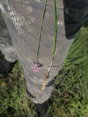 Allium strictum