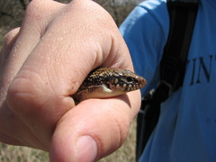 Plestiodon obsoletus