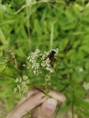 Hymenoptera