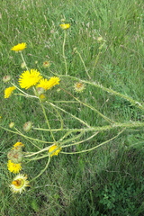 Berkheya radula