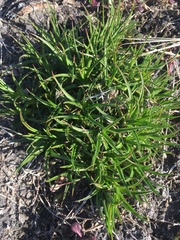 Juncus lomatophyllus