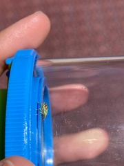 Coniatus tamarisci