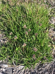Juncus lomatophyllus
