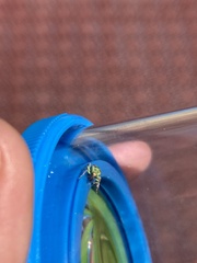 Coniatus tamarisci