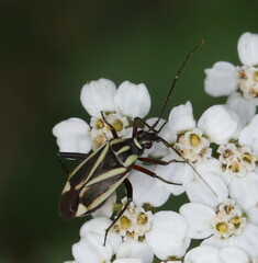 Hadrodemus