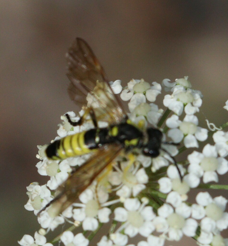 Tenthredo largiflava
