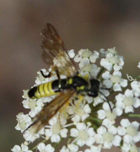 Tenthredo largiflava