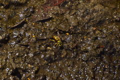 Vespula sulphurea