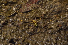 Vespula sulphurea