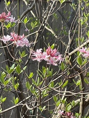 Rhododendron flammeum