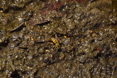 Vespula sulphurea