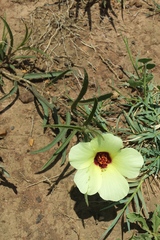 Hibiscus microcarpus