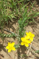 Hypericum aethiopicum