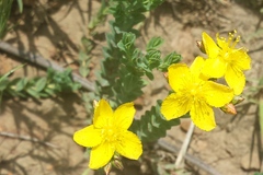 Hypericum aethiopicum