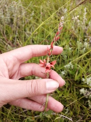 Indigofera trifolioides