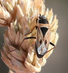 Xanthochilus quadratus