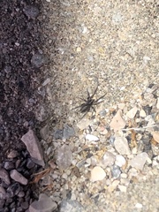 Araneae