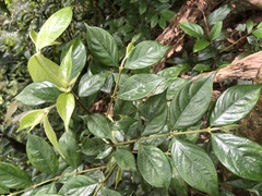Lasianthus hispidulus